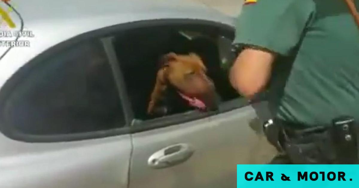 Touching video: The moment the police rescued a dog from a closed car in the sun