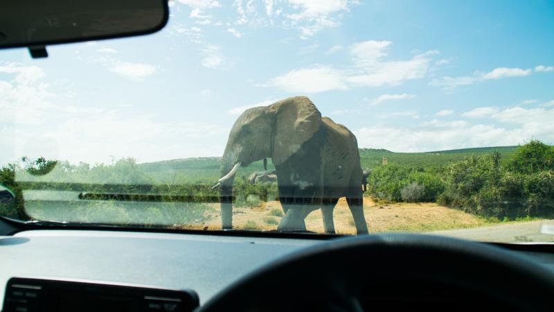 επίθεση ελέφαντα