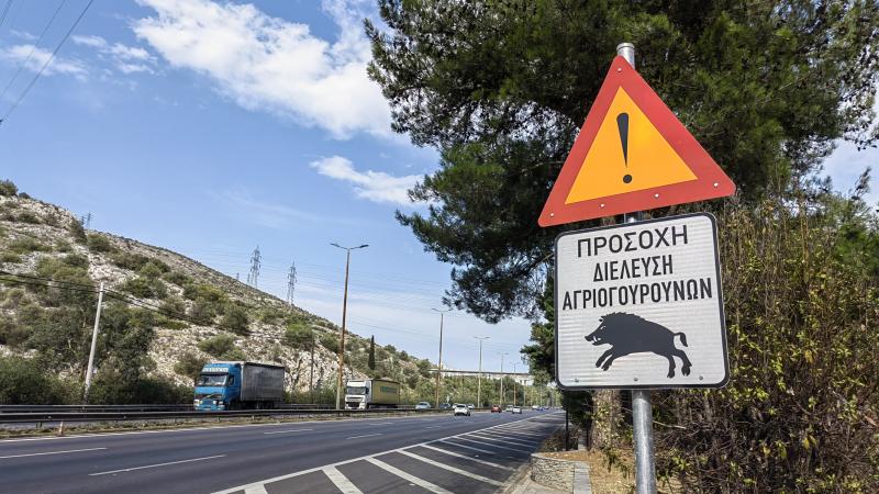 Αγριογούρουνα στην Αθήνα