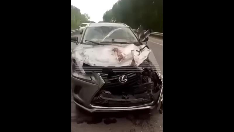 Bear car accident 1