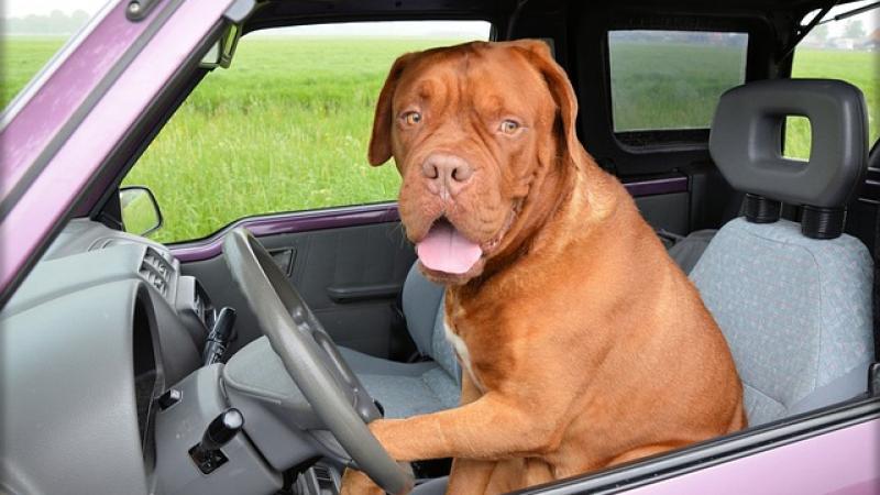 dog