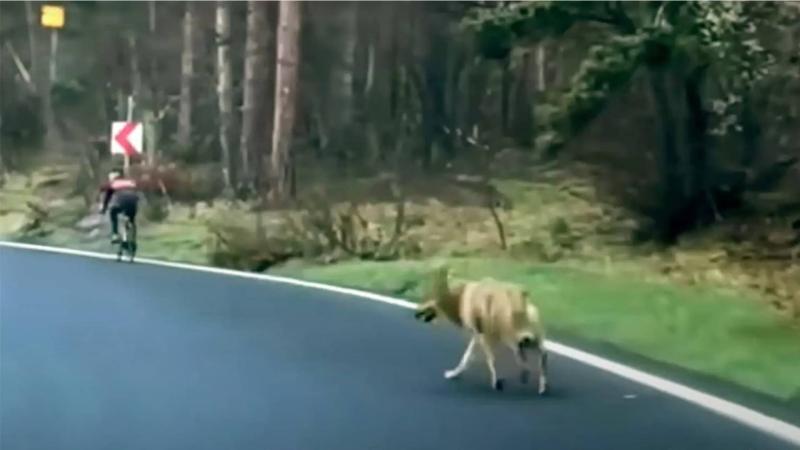 wolf-cyclist-1