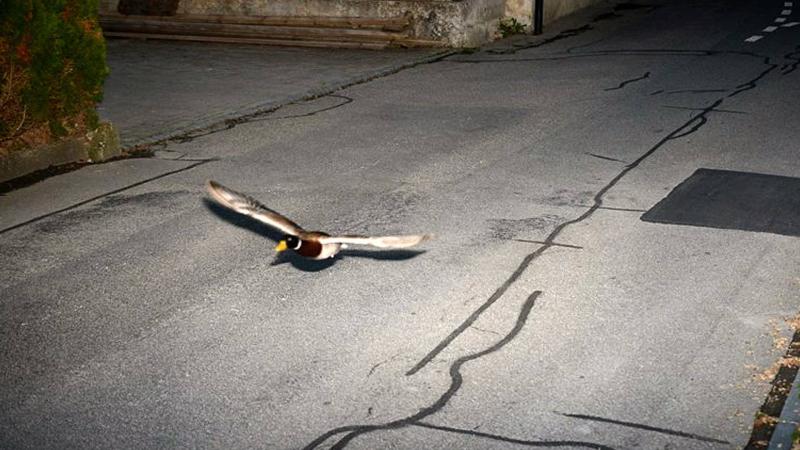 πάπια υπερβολική ταχύτητα τροχαία ελβετίας