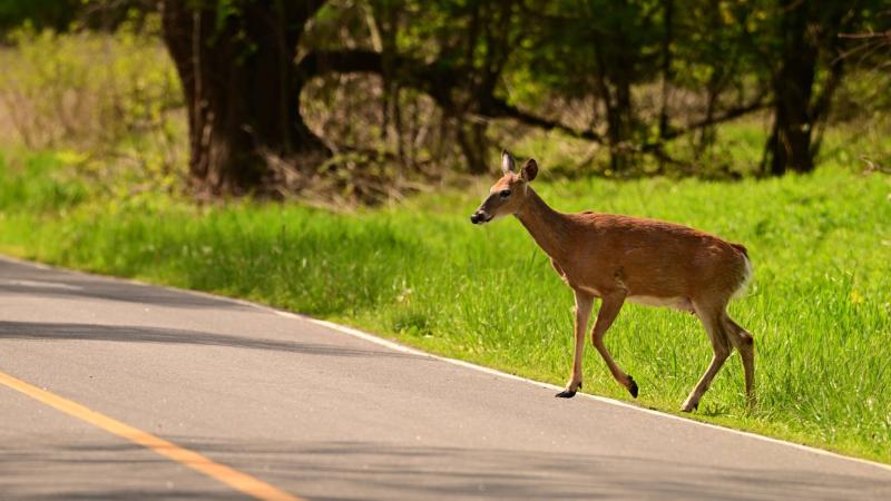 deer road 4