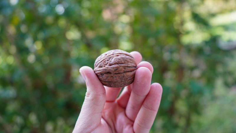 walnut 2