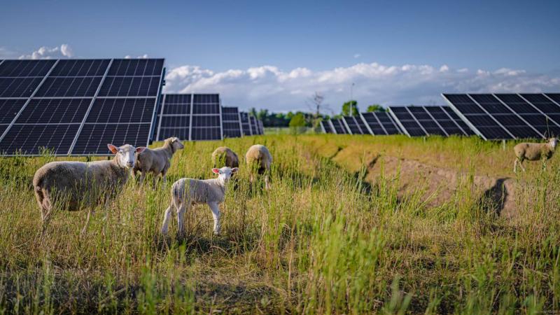 VW Poland plant sheep 1