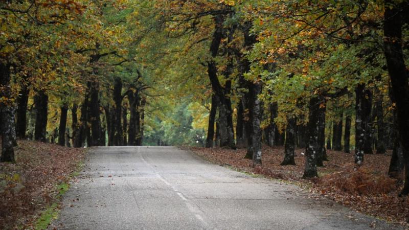 foloi-dromos.