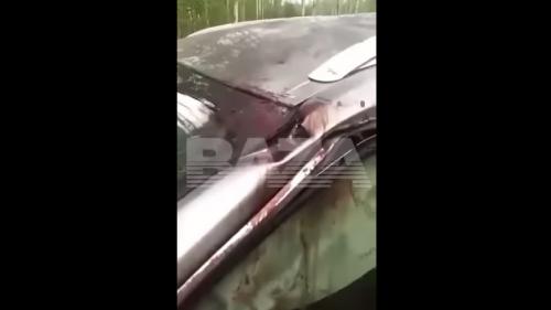 Bear car accident 2