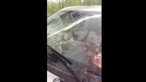 Bear car accident 3