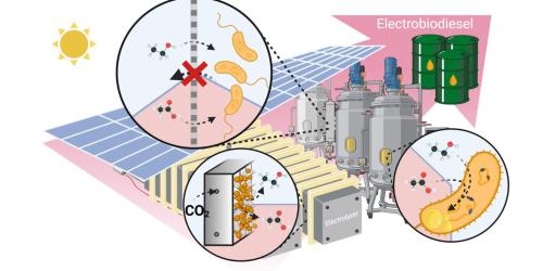 Electrobiodiesel 2