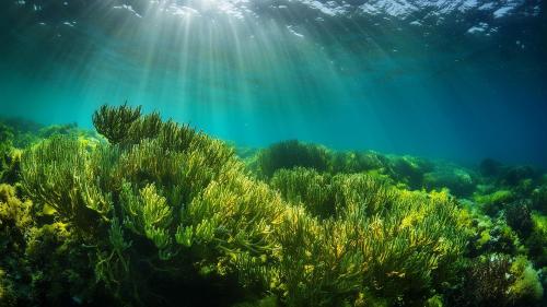 GoGreen Filter 3