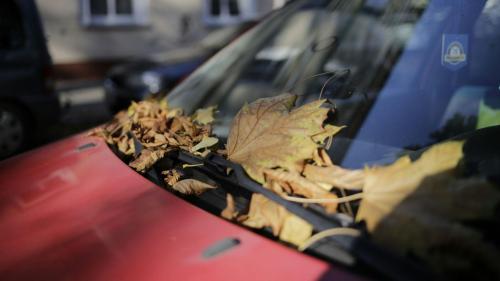 Leaves in windshield