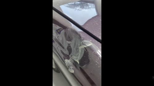 Moose vs BMW 3