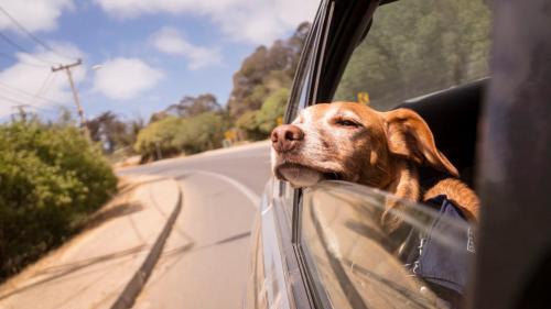 Open car windows