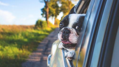 Pet in car 2