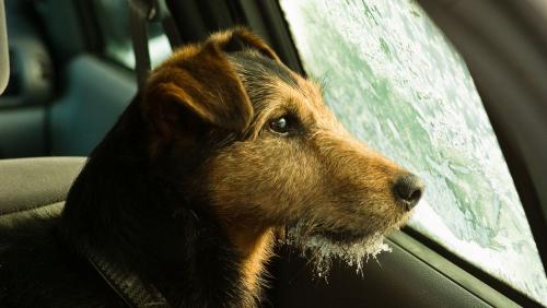 Freezing dog