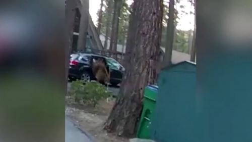 Trapped bear 3