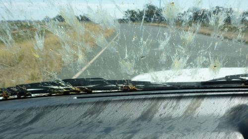 Windshield bugs 3