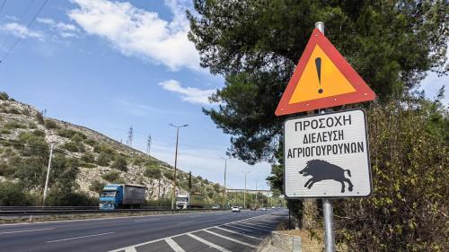 Ζώο στον δρόμο