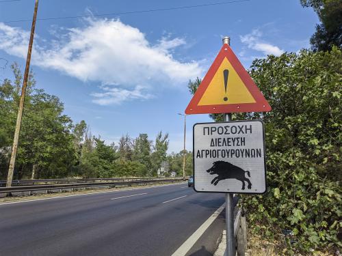Αγριογούρουνα στην Αθήνα