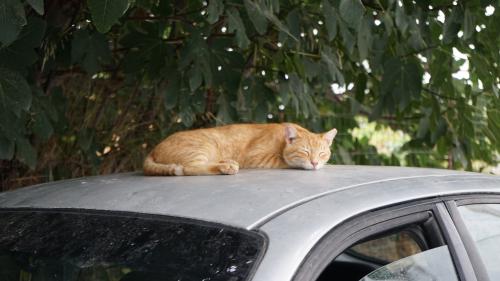 Γάτα αυτοκίνητο