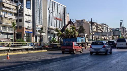 φοίνικες στη συγγρού