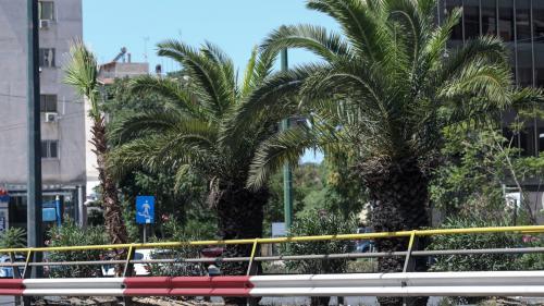 φοίνικες λεωφόρου συγγρού εικόνες πράσινη