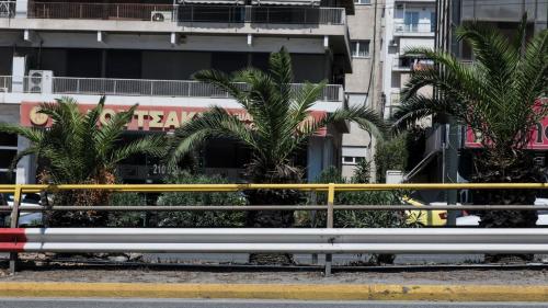 φοίνικες λεωφόρου συγγρού εικόνες πράσινη