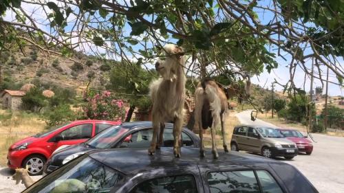 goat vs car