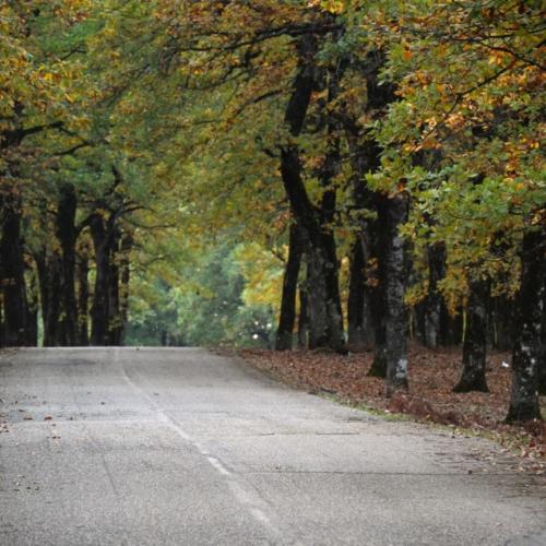 foloi-dromos.